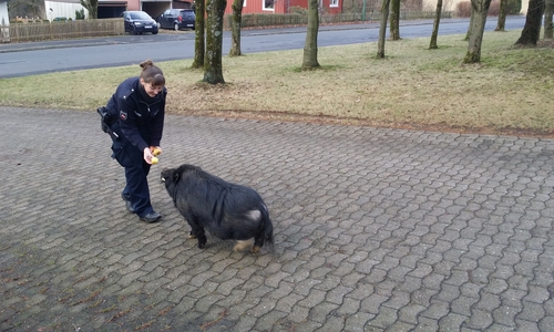 Polizeibeamtin lockt das ausgerissene Schwein mit Leckerlies nach Hause. Foto: Polizei