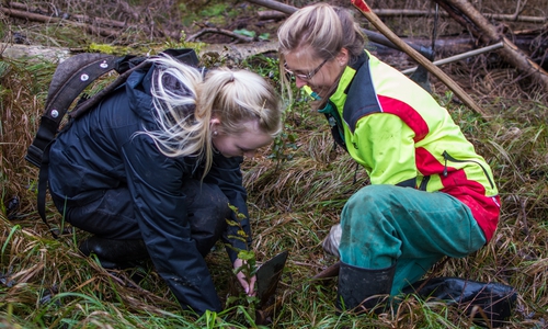 Buchenpflanzung: Die FÖJ'lerinnen Madita Hacke und Michelle Risch bei der Arbeit: Foto: Thomas Schwerdt