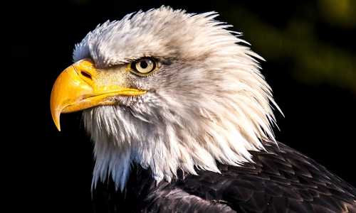 Auch wenn nicht sicher ist, ob es sich um ein Seeadlernest handelte, hätte der Wald bei einem anderem Greifvogelnest wohl nicht gerodet werden dürfen. Symbolbild: pixabay