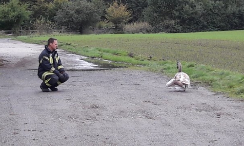 Die Retter rückten aus, um den Schwan einzufangen, Fotos: Feuerwehr
