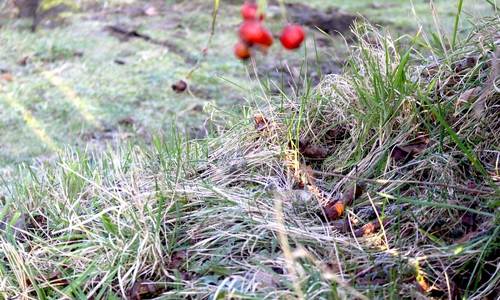 Der Schutzstreifen im Naturschutzgebiet soll lauf AfD verringert werden. Symbolfoto: Nick Wenkel