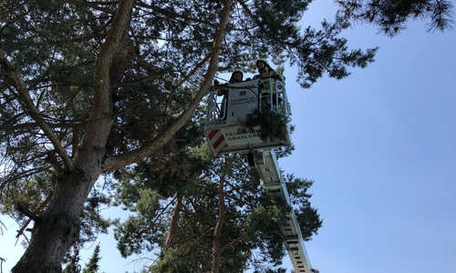 Die Feuerwehr entfernte den Ast mit Hilfe eines Hubrettungsgerätes. Fotos: Feuerwehr Grasleben