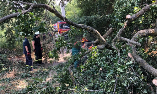 Ein Baum stürzte auf die Straße. Fotos:Feuerwehr Grasleben