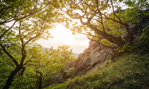 Der Burgberg. Foto: Kur- Tourismus- 
und Wirtschaftsbetriebe
der Stadt Bad Harzburg GmbH