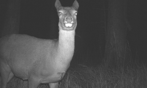 Die Frage der Urheberschaft gestalte sich in diesem Falle schwierig - genau genommen haben die Tiere den Auslöser betätigt, so wie dieses Rotwild am Bruchberg nahe der Bundesstraße 4. Fotos: Nationalpark Harz