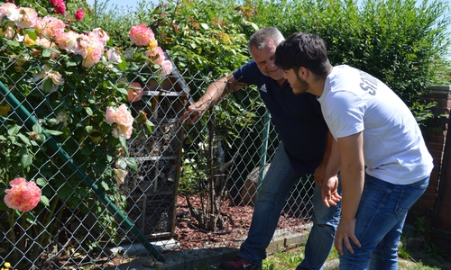 Martin Koschyk (li.) zeigt Kahledin Arabsadeh ein selbst gebautes Bienenhotel zwischen Rosenstöcken in seinem Garten. Foto: Freiwilligenagentur Jugend-Soziales-Sport e.V.