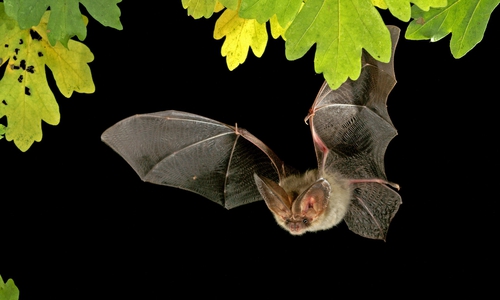 Braune Langohrfledermaus im Flug Foto: Marko König