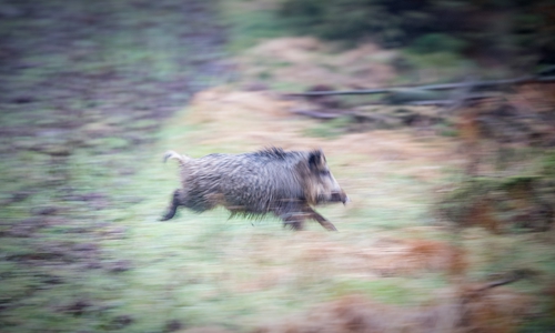 Wildtiere oder Hunde könnten plötzlich die Straße queren. Foto: Niedersächsische Landesforsten