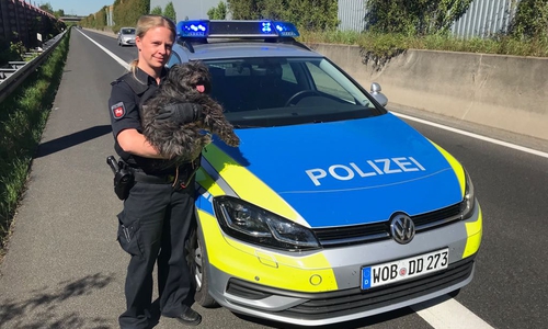 Ein Mischlingshund wurde von der Polizei auf der Autobahn zwischen den Anschlussstellen Peine und Peine-Ost aufgelesen. Foto: Polizei