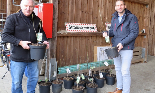 Helmut Bauwe (rechts) und Marco Schulz bei der Begutachtung der Bienenbäume. Foto: Gemeinde Lehre
