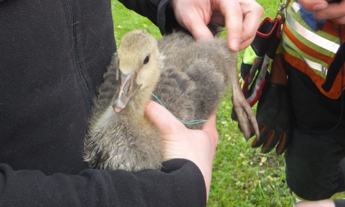 Das Gänseküken überstand die Prozedur unbeschadet. Foto: Feuerwehr Braunschweig