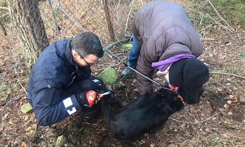 Der verletzte Hund konnte dem Besitzer übergeben werden, der ihn unverzüglich zum Tierarzt brachte.
