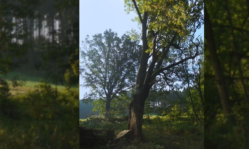 Die Taterneiche bei Seesen gehörte zu den größten Eichen im gesamten Kreisgebiet. Nun muss der seit 1989 als Naturdenkmal ausgewiesene Baum aus Gründen der Verkehrssicherheit gefällt werden. Foto: Landkreis Goslar

 