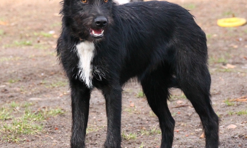 Jeff ist mit seinen acht Monaten noch sehr verspielt. Foto: Tierschutzzentrum Ribbesbüttel 