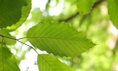 Die Hainbuche verträgt heiße Sommermonate besonders gut. Symbolfoto: Pixabay
