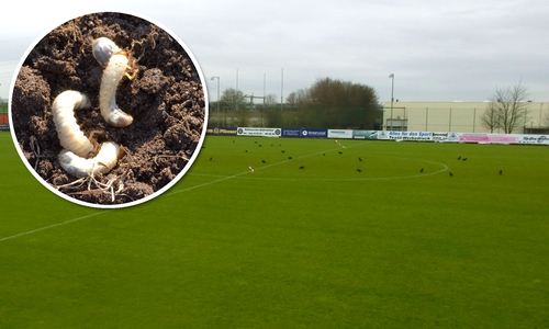 Die Engerling-Larven locken zahlreiche Raben auf die MKN-Sportanlage des BV Germania Wolfenbüttel. Fotos: Stadt Wolfenbüttel