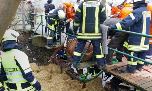 Die Kameraden der Ortsfeuerwehr Süpplingen befreiten das Pferd aus seiner misslichen Lage. Foto: Ortsfeuerwehr Süpplingen