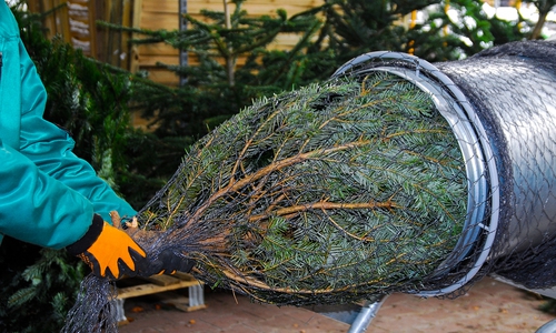 Am Samstag werden in Braunschweig Weihnachtsbäume für den guten Zweck. Symbolfoto: Archiv