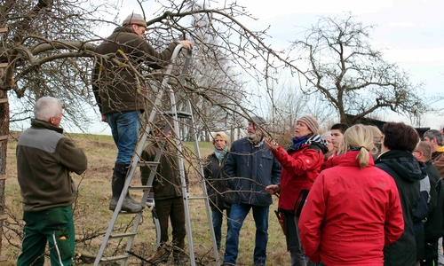 Praktische Übungen an Bäumen auf dem Gänseanger.  Fotos: Bernd-Uwe Meyer