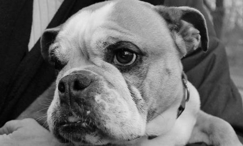 In Wendeburg im Landkreis Peine wurde die kleine Lotte einfach über einen Zaun geschmissen. Nun verstarb die Hunde-Dame. Foto: Tierheim Peine