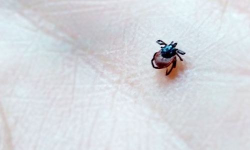 Zecken können virale, bakterielle und parasitäre Infektionserreger übertragen. Symbolbild.