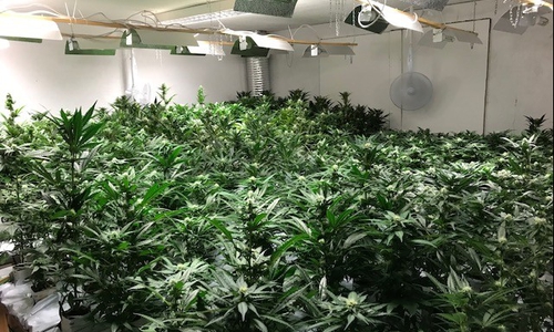 Über 1.300 Pflanzen konnten beschlagnahmt werden. Fotos: Polizeiinspektion Salzgitter/Peine/Wolfenbüttel