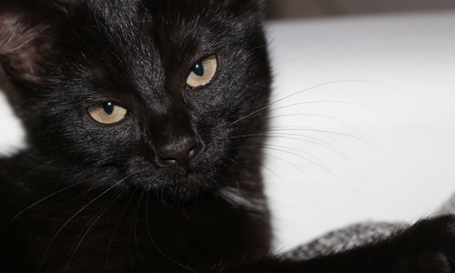 Wer abergläubig ist, der sollte heute schwarze Katzen lieber meiden.