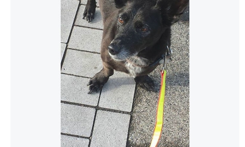 "Zurzeit im Urlaub" steht auf einem kleinen Zettel am Halsband eines Hundes, der am Straßenrand in Bornum ausgesetzt worden sein soll. Foto: Screenshot