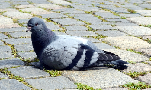 So putzig sie auch aussehen, Tauben zu füttern ist verboten. Foto: Stadt Goslar 