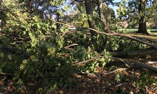 Von Friederike geschädigte Bäume hätten ein angerissenes Wurzelwerk und könnten leichter umgeworfen werden. Deshalb sollten Spaziergänger bei Gewitterwarnung besser nicht den Wald betreten. Symbolbild: Anke Donner