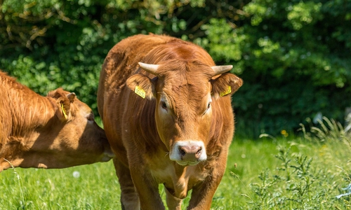 Vier Kühe verendeten, weil sie Eibenzweige gefressen haben. Symbolbild: Pixabay