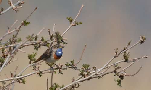 Foto: Alexander Friedrich: Blaukehlchen