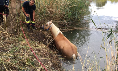 Das Ufer musste abgeflacht werden, damit das Pferd aus dem Wasser gezogen werden konnte. Fotos und Video: aktuell24/Bm