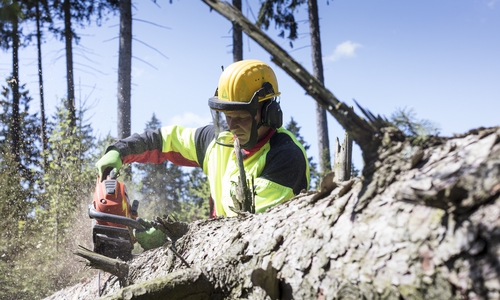 Die Beseitigung der Sturmschäden hat gerade erst begonnen. Symbolfoto: Niedersächsische Landesforsten