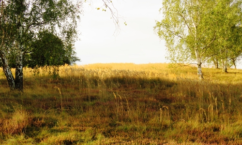 Die Grasfläche hat sich bereits stark ausgebreitet und muss zum Erhalt der Heideflächen abgefackelt werden. Foto: Walter Wimmer / Landkreis Helmstedt