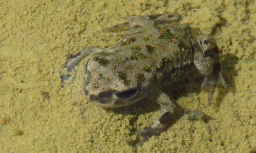 Die bedrohte Wechselkröte. Foto: NABU Niedersachsen
