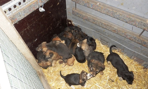 Ohne Essen und Trinken im Transporters: Die kleinen Hunde im Transporter. Fotos: Zoll