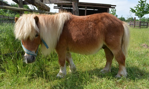 Pony Nuri konnte in einer Tierklinik gerettet werden. Foto: Tier- und Ökogarten Peine