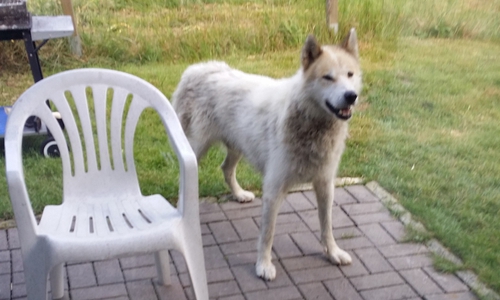 In Hohegeiß ist am Vormittag ein weißer Hund aufgetaucht. Die Polizei rät, das Tier auf keinen Fall anzufassen. Foto: Polizei