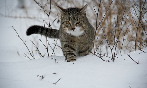 Symbolbild/Foto: Pixabay