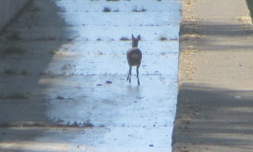 Das Reh konnte nach seiner Befreiung in den Wald zurück laufen. Foto: Polizei