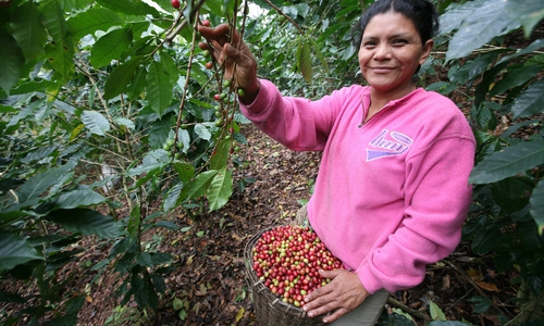 Kaffeepflückerin in St. Barbara, Honduras. Foto: Imram Mehr, COCATRAL, Cooperativa Cafetalera Agricola Trascerros Ltda