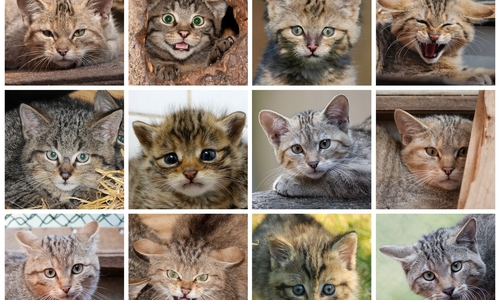 Zwölf Katzen haben in diesem Jahr bereits im NABU-Artenschutz-Zentrum in Leiferde ein Zuhause gefunden. Foto: NABU/Bärbel Rogoschik