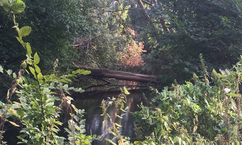 29 Fichtenbaumstämme wurden gestohlen. Symbolfoto: Robert Braumann