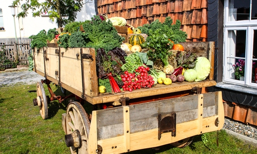 Das Gärtnermuseum bietet am Erntedank-Sonntag ein buntes Programm für die ganze Familie. Foto: Meißler 
