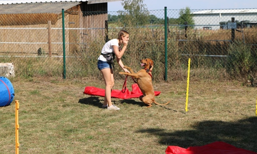 Ein Hundewettbewerb lädt beim Sommerfest zum Mitmachen ein. Fotos: Archiv Tierschutzverein Gifhorn und Umgebung