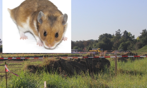 In Kissenbrück wurde der seltene Feldhamster nachgewiesen. Foto: Anke Donner/pixabay