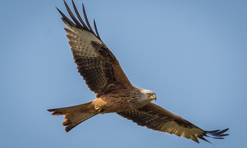 Der Vogel wurde bei dem Aufprall getötet. Symbolbild: Pixabay