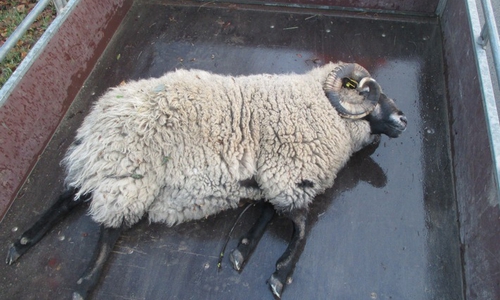 Wer kennt den Heidschnuckenbock? Quelle: Polizeiinspektion Goslar