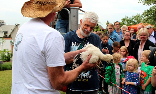 In Hedeper wurde ein junger Storch unten gezeigt und beringt. Foto: Bernd-Uwe Meyer
